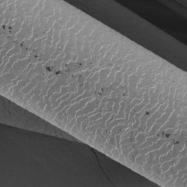 リバイバルメニュー