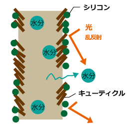キューティクルが乱れて水分が出てしまい、シリコンにより栄養分が入らない状態