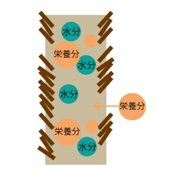 シリコンを除去し、栄養分を入れた状態