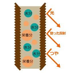 栄養分がしっかり入り、キューティクルがそろって中身が出ない状態