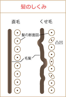 髪のしくみ