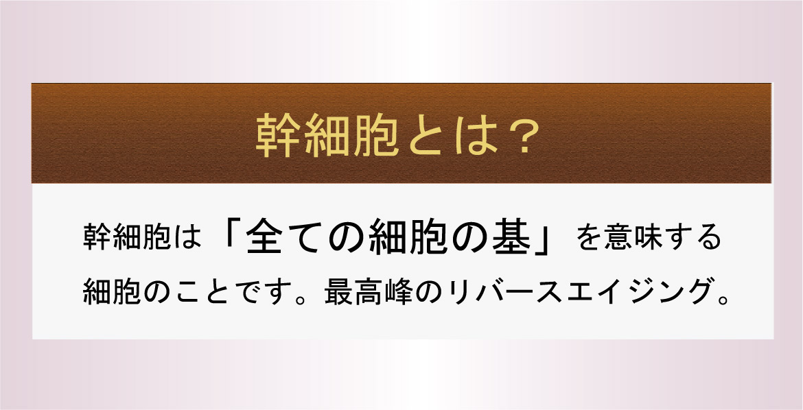幹細胞とは？幹細胞は「全ての細胞の基」を意味する細胞のことです。最高峰のリバースエイジング。