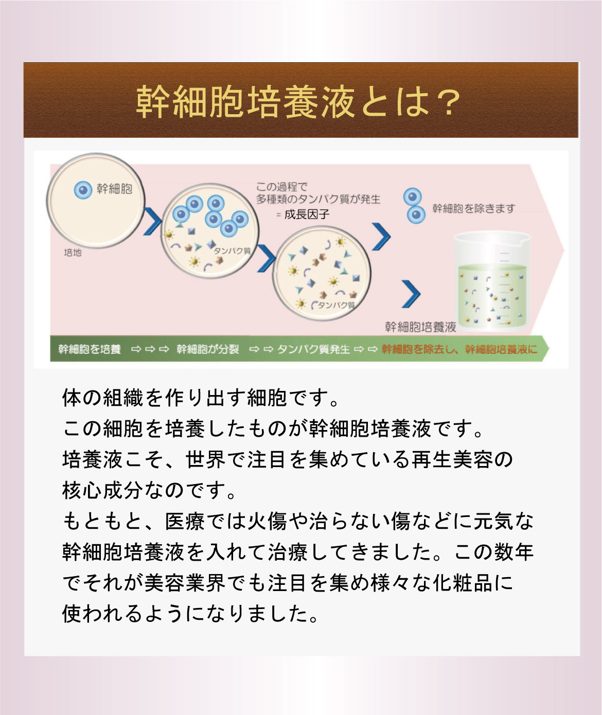 幹細胞培養液とは？体の組織を作り出す細胞です。この細胞を培養したものが幹細胞培養液です。培養液こそ、世界で注目を集めている再生美容の核心成分なのです。もともと、医療では火傷や治らない傷などに元気な幹細胞培養液を入れて治療してきました。この数年でそれが美容業界でも注目を集め様々な化粧品に使われるようになりました。
